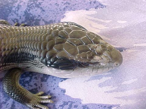 Sore baby lizard 2