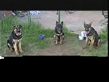 Heres 3 dogs that either I or close family own