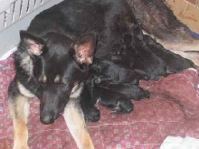 Furry and her new family
