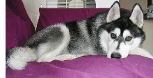 Loki