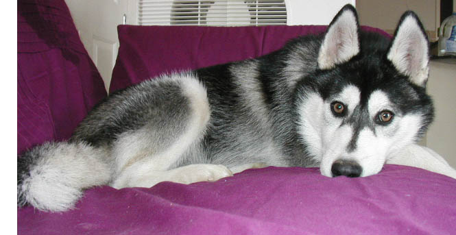 Loki