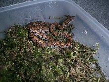 Brazilian rainbow boa