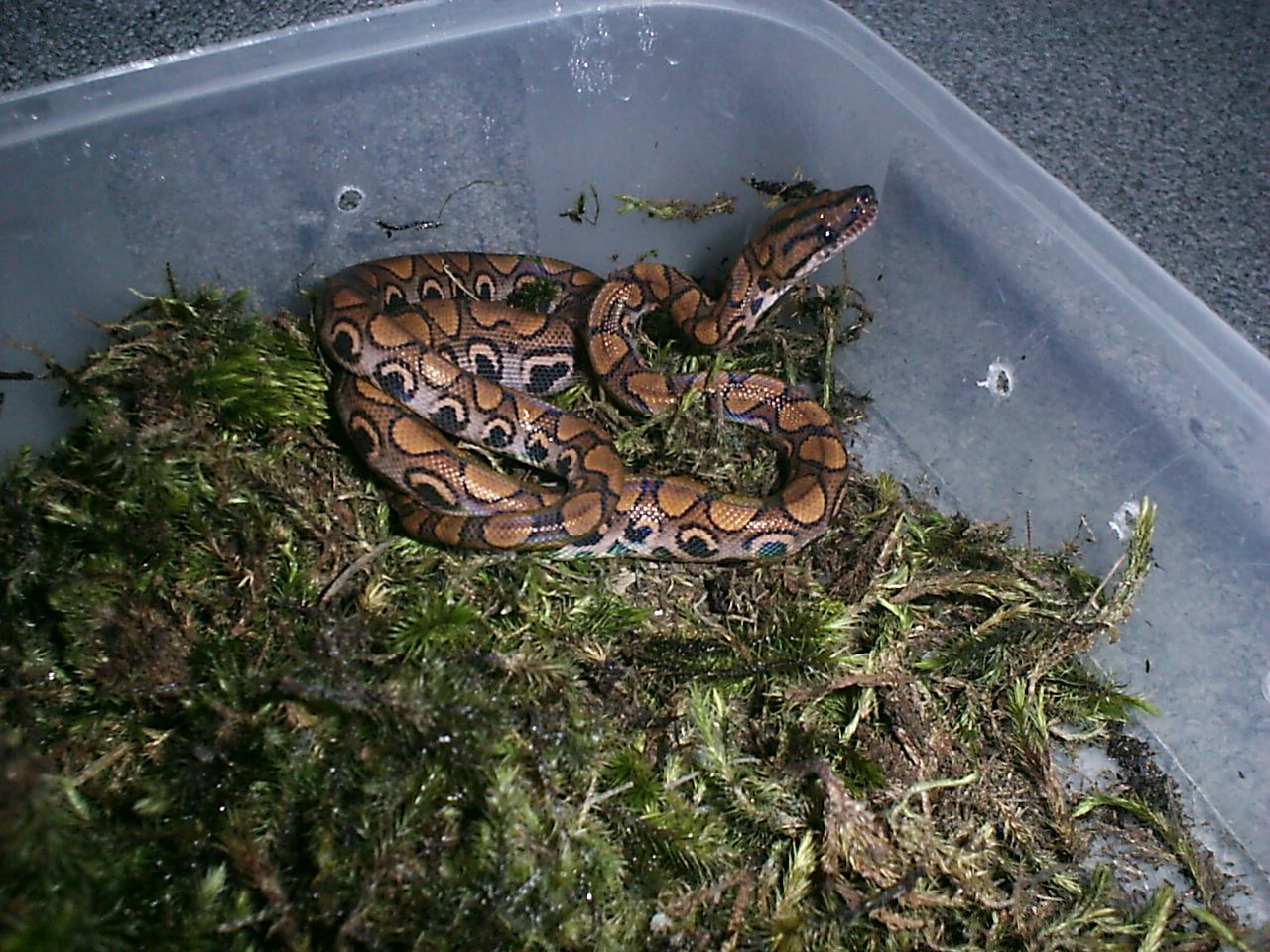 Brazilian rainbow boa