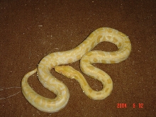 Albino Burm