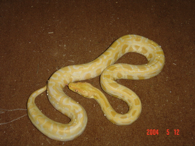 Albino Burm