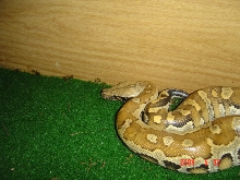 My blood python