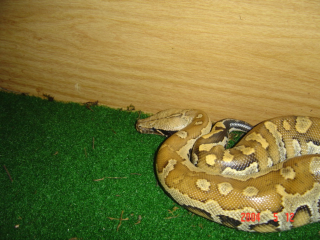 My blood python