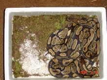 Ball pythons