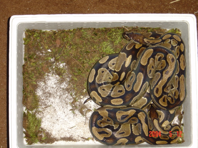 Ball pythons
