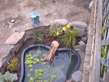 The frog is on the edge of the pond
