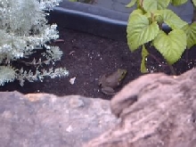 First frog in pond