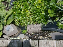 water snake upstate ny 01
