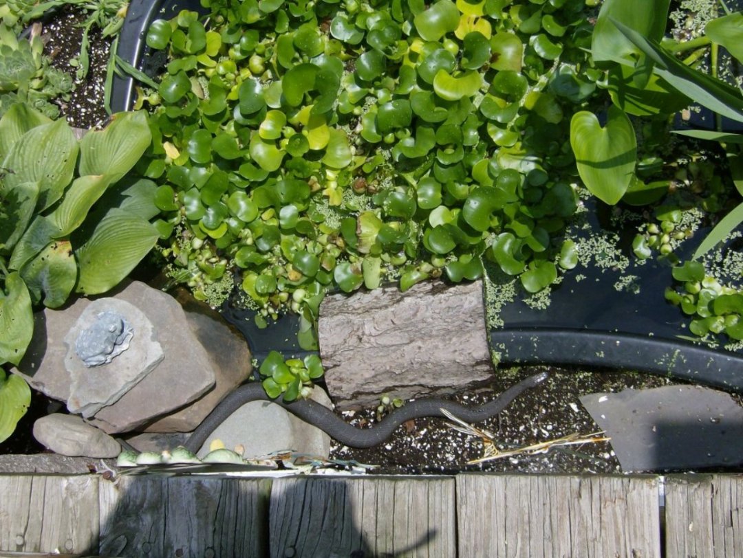 water snake upstate ny 01