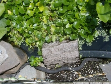 water snake upstate ny 02