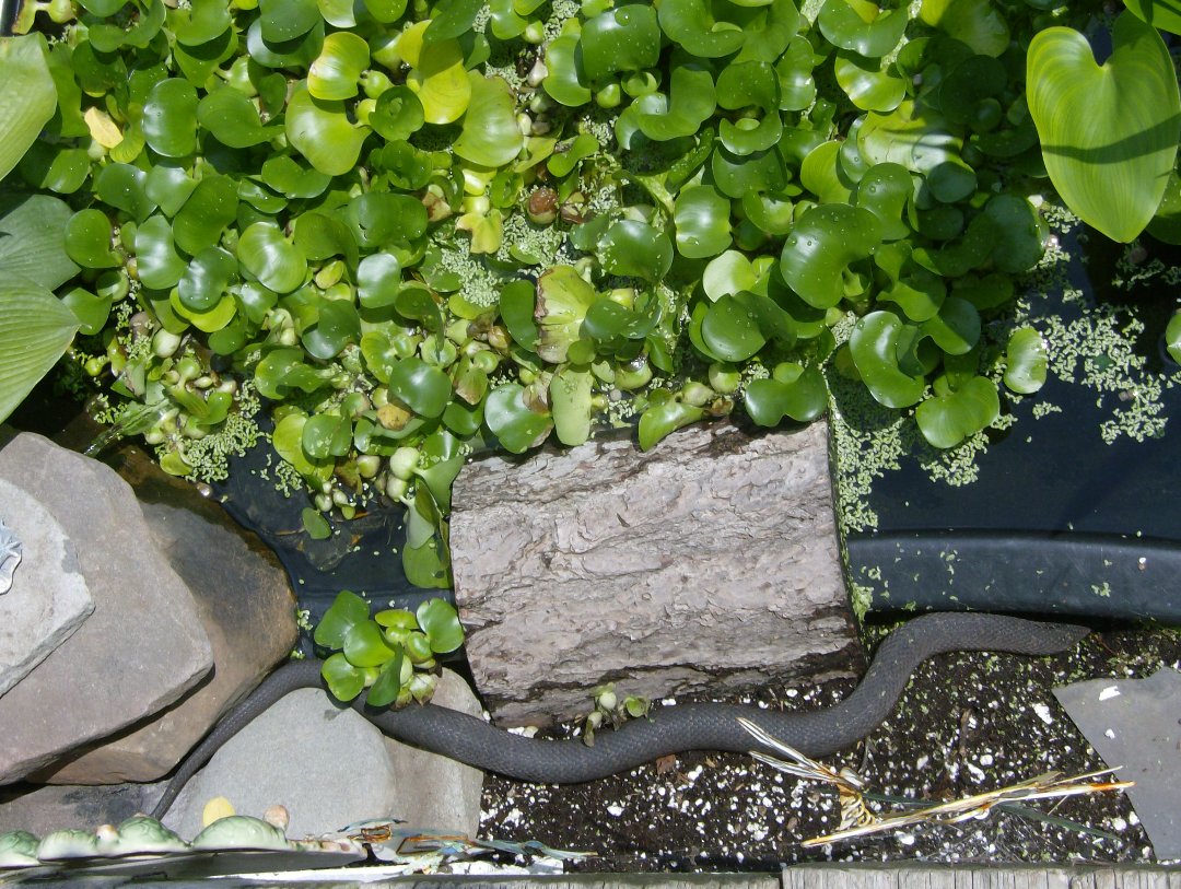 water snake upstate ny 02