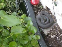 water snake upstate ny 03