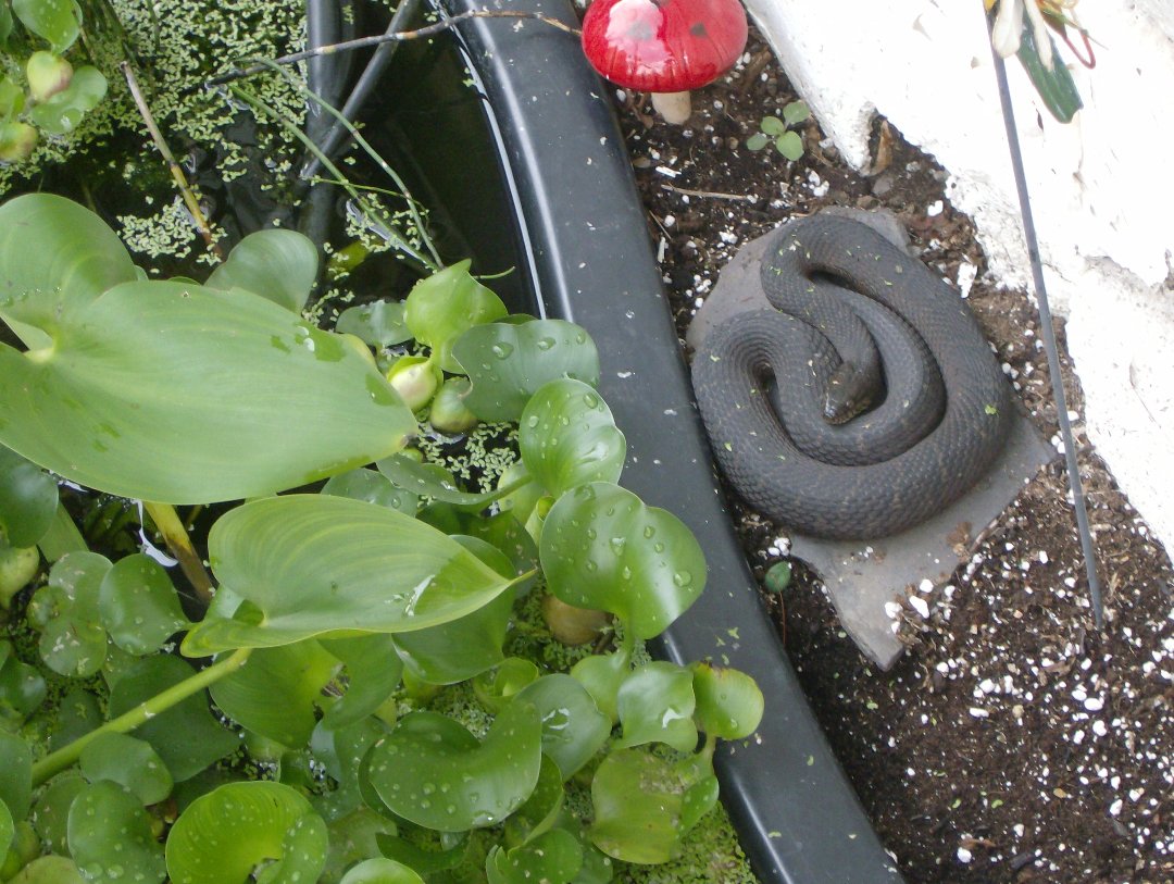 water snake upstate ny 03