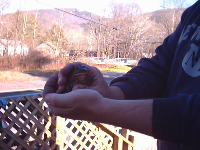 It was a nice frog