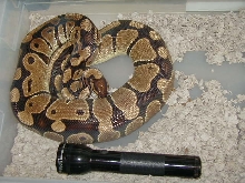 My biggest female