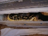 breeding pic