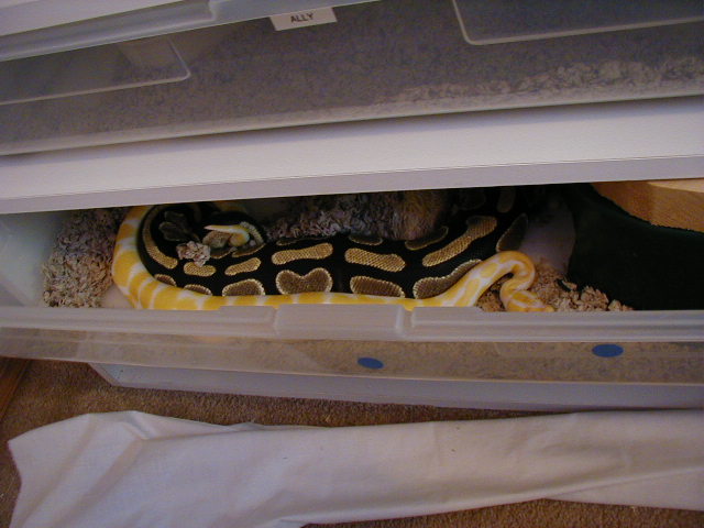 breeding pic