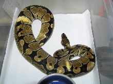 Odd hatchling