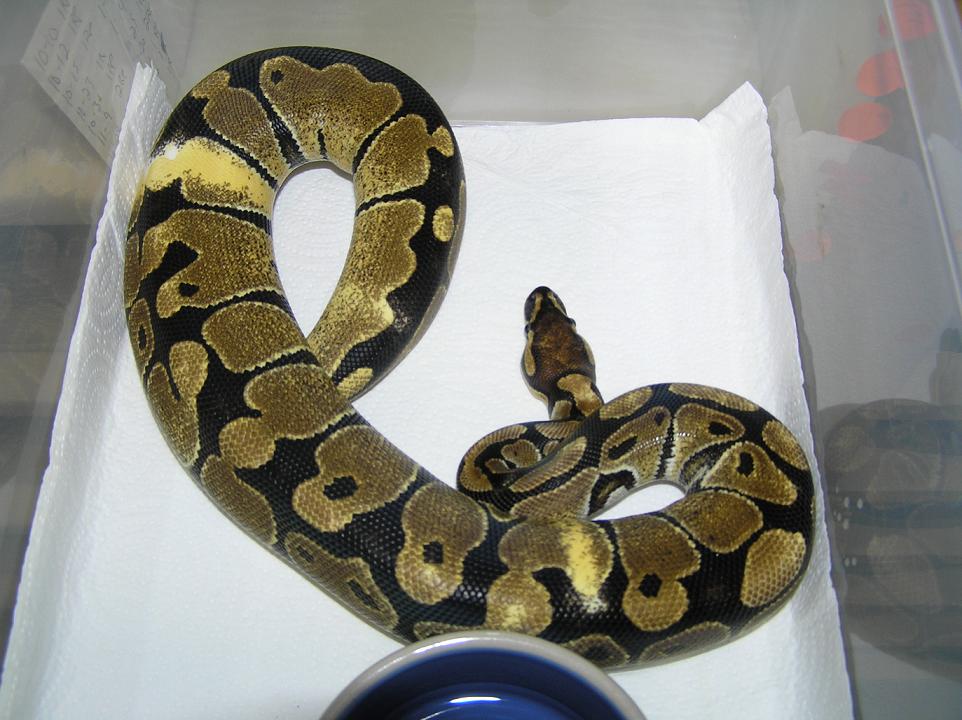 Odd hatchling