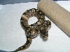 05 hatchling het albino