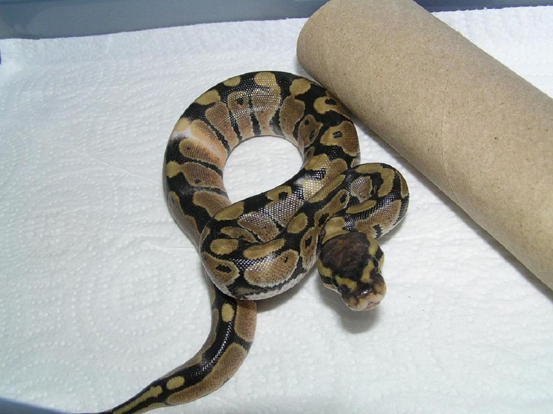 05 hatchling het albino