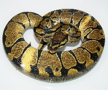 pic of ball