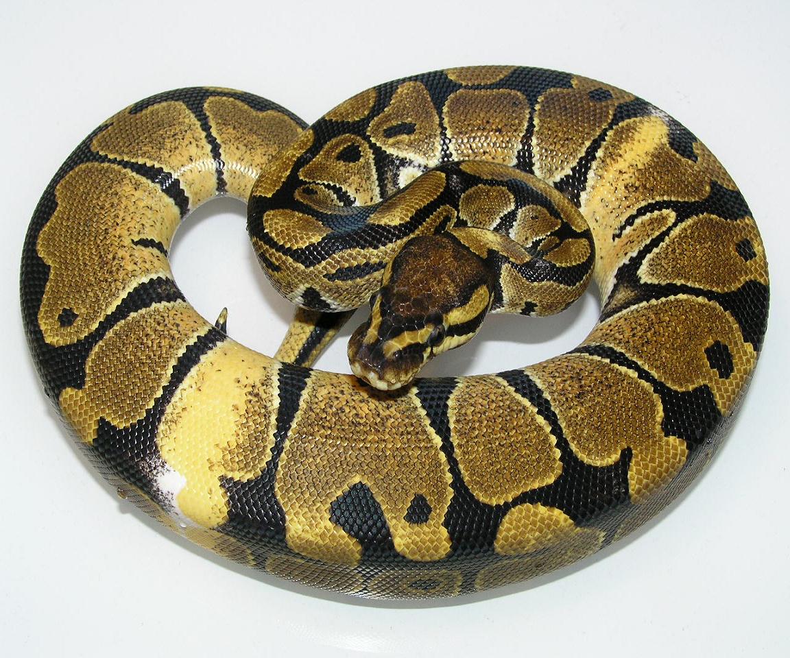 pic of ball