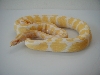 albino
