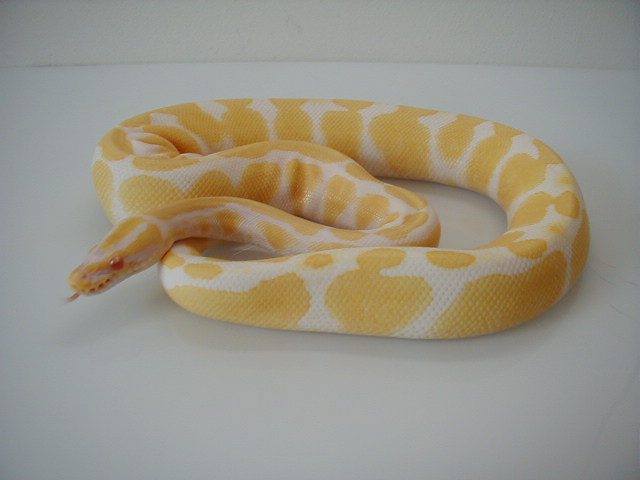 albino