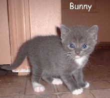 Bunny