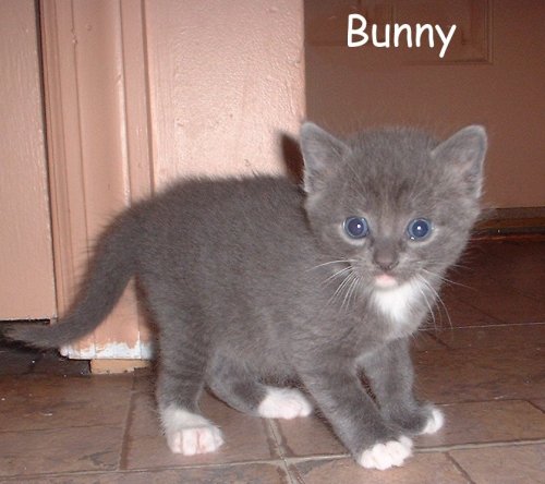 Bunny