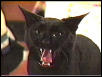 devilcat