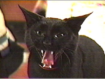 devilcat