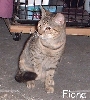 fiona