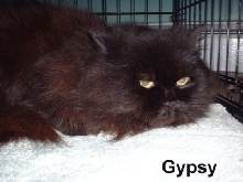 Gypsy4