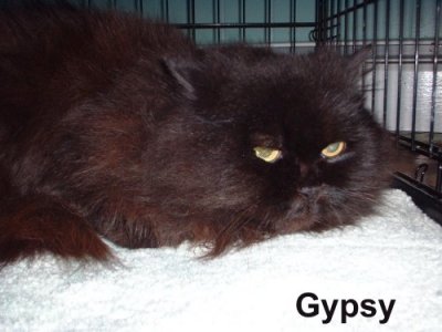 Gypsy4