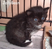 JellyBean