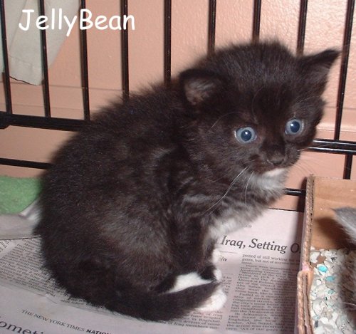 JellyBean