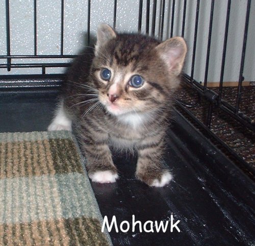 Mohawk