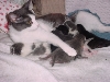 noel kittens