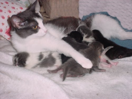 noel kittens
