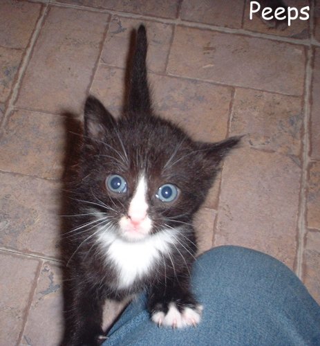 Peeps