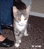 tinkerbell1