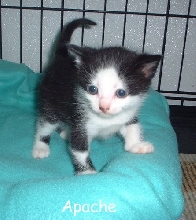 Apache
