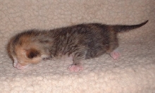 Callie
