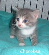 Cherokee